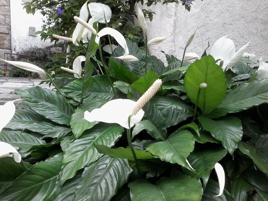 Alice Acomodação com café da manhã  Rio de Janeiro